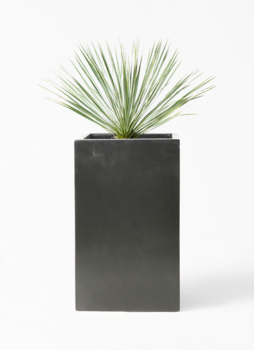 ユッカリギダ (タ) 観葉植物 ユッカ 8号 ロストラータ セドナロング 墨 付き | 観葉植物