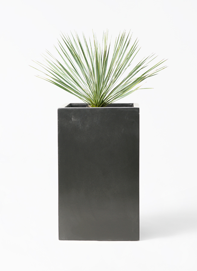 観葉植物 ユッカ 8号 ロストラータ セドナロング 墨 付き | 観葉植物