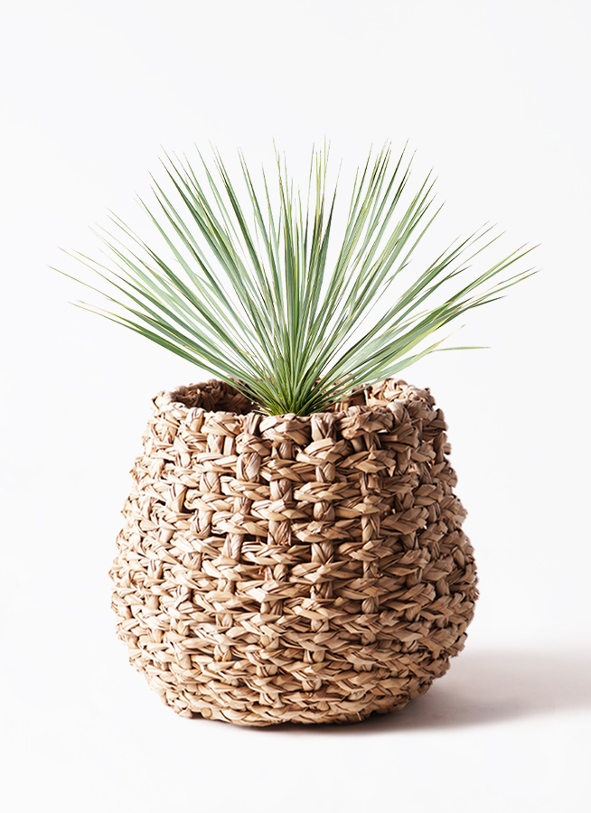 ユッカロストラータ観葉植物 約80cm 高さ 黒鉢 観葉植物 ユッカ 8号 ロストラータ プラスチック鉢 | 観葉植物