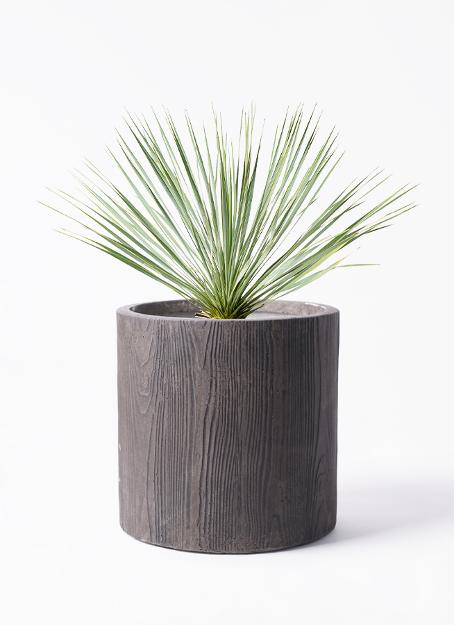 観葉植物 ユッカ 8号 ロストラータ アルファ シリンダー