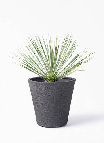 観葉植物 ユッカ 8号 ロストラータ ビアスソリッド ブラック 付き