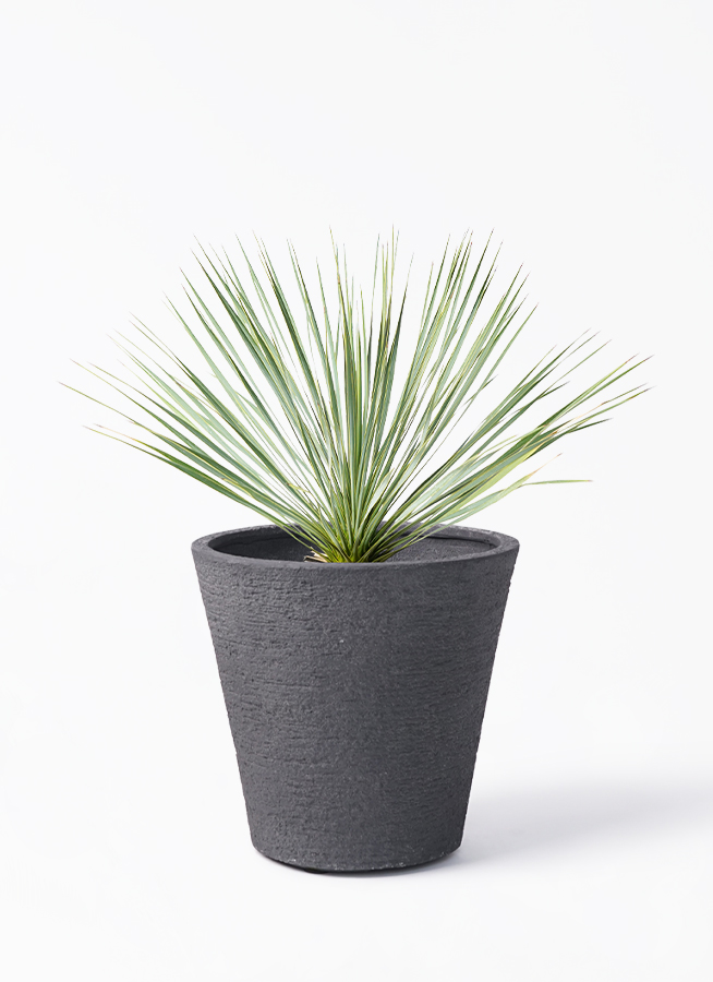 観葉植物 ユッカ 8号 ロストラータ ビアスソリッド ブラック 付き