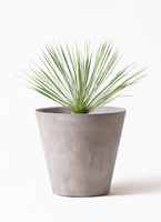 観葉植物 ユッカ 8号 ロストラータ プラスチック鉢 | 観葉植物なら