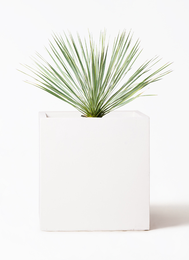 幹立 ロストラータ　ユッカ　8号　観葉植物　b 幹立 ロストラータ ユッカ 8号 観葉植物 b