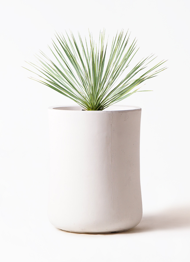 yucca-rostrata-32_1.jpg?1703750839