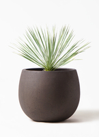 ユッカロストラータ観葉植物 約80cm 黒鉢 観葉植物 ユッカ 8号 ロストラータ ベータ キューブプランター 黒 付き