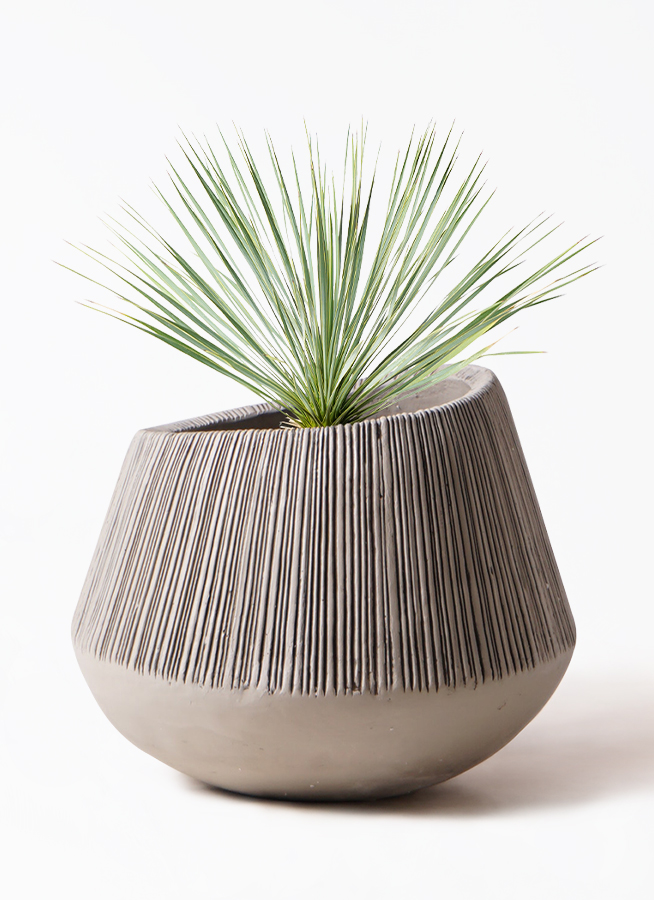 観葉植物 ユッカ 8号 ロストラータ エディラウンド グレイ 付き | 観葉