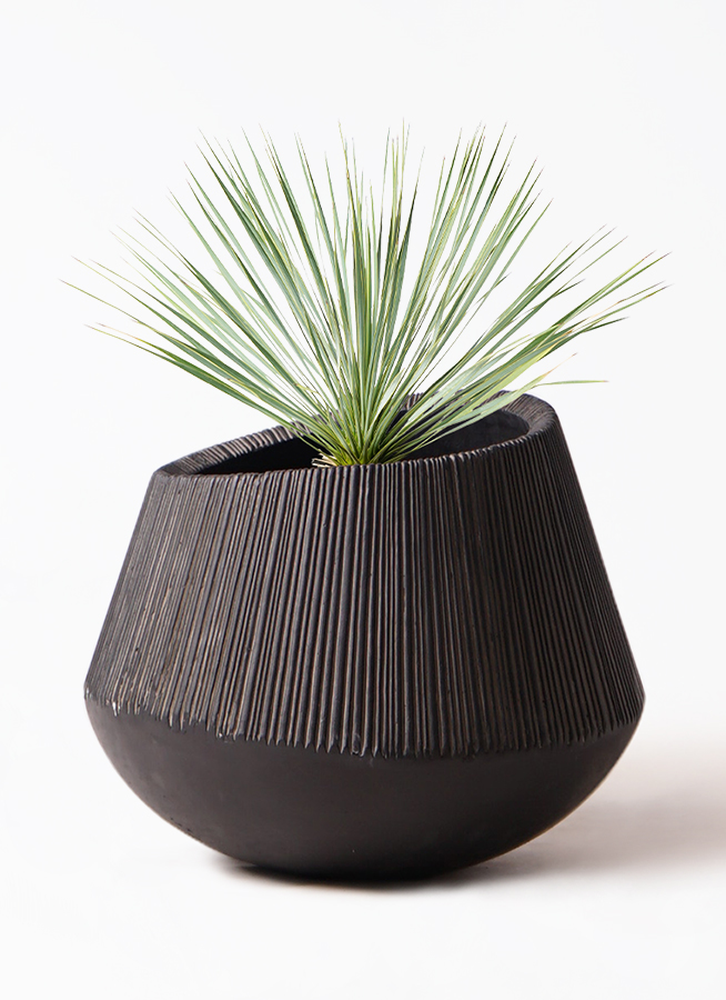 観葉植物 ユッカ 8号 ロストラータ エディラウンド 黒 付き | 観葉植物