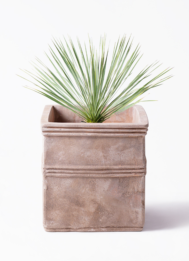 yucca-rostrata-23_1.jpg?1703750859