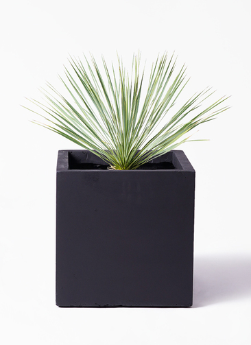 ユッカ ロストラータ（樹高:約89cm）oct80 ユッカ ロストラータ 8号 – 鉢人