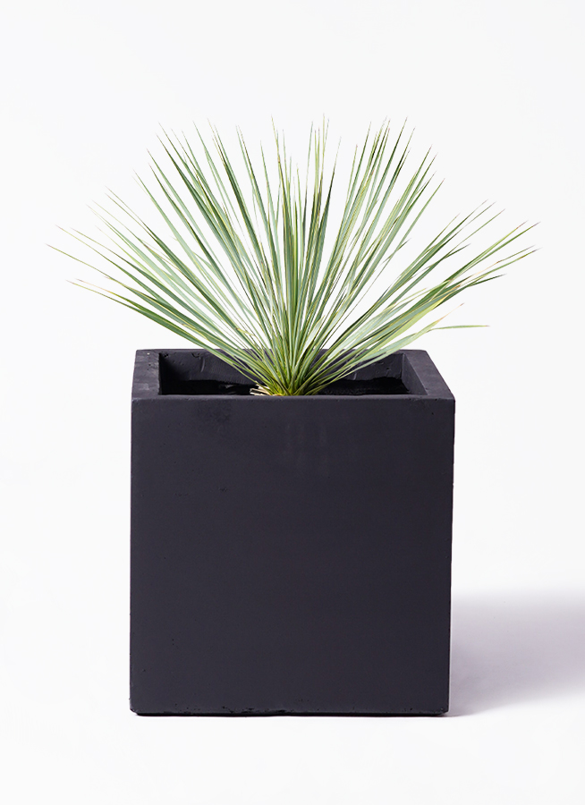 ユッカ 観葉植物 約120cm黒鉢 yucca-rostrata-18_1.jpg?1703750867