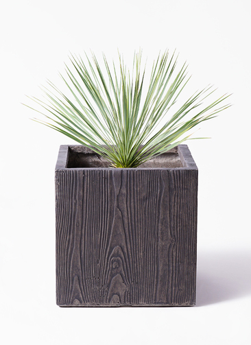 観葉植物 ユッカ 8号 ロストラータ ベータ キューブプランター