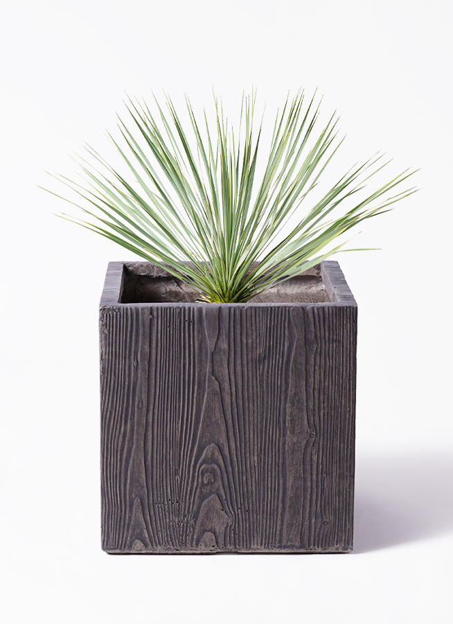 観葉植物 ユッカ 8号 ロストラータ ベータ キューブプランター