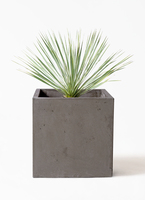 観葉植物 ユッカ 8号 ロストラータ プラスチック鉢 | 観葉植物なら