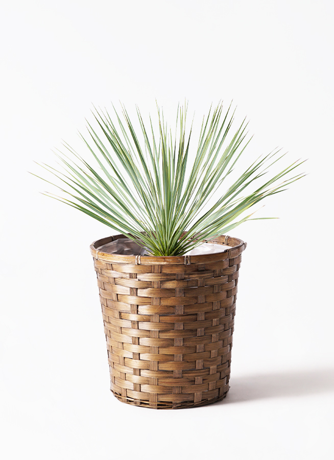 観葉植物 ユッカ 8号 ロストラータ 竹バスケット 付き | 観葉植物なら