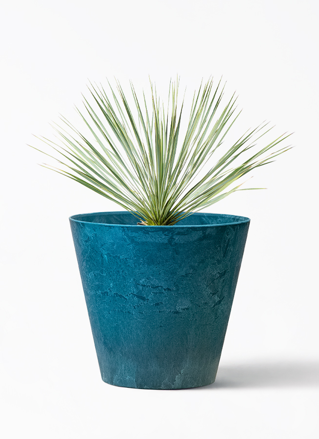 早いもの勝ち ユッカ ロストラータ 8 観葉植物 早いもの勝ち ユッカ