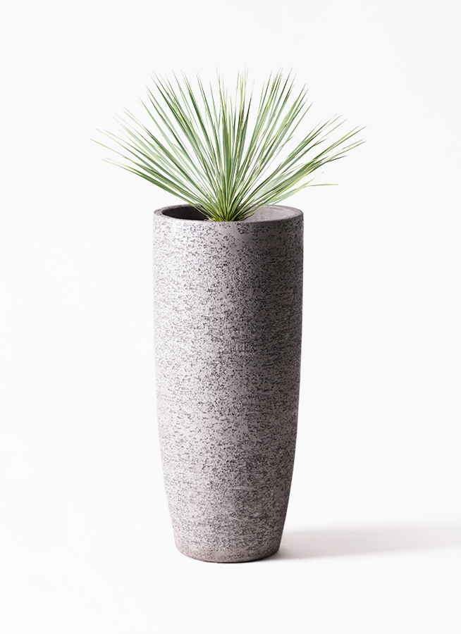観葉植物 ユッカ 8号 ロストラータ プラスチック鉢 | 観葉植物
