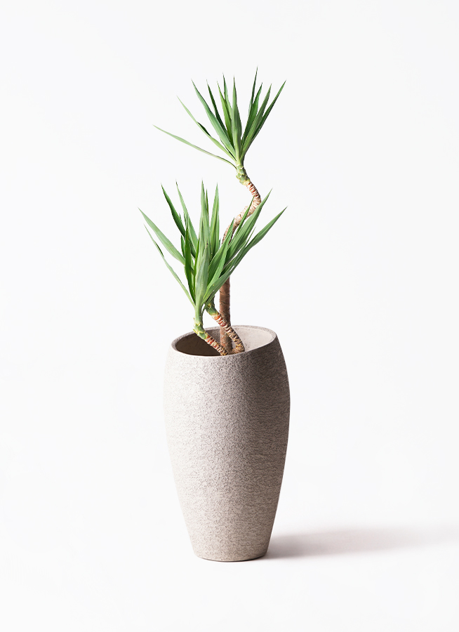 ユッカ 　根＆新芽付き 観葉植物 ユッカ 8号 曲り コンカー キューブ 灰 付き | 観葉