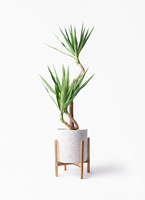 yucca-magari-80_1.jpg?1703750934
