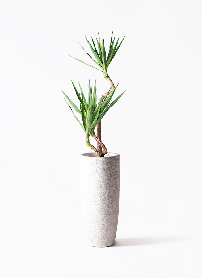 観葉植物 ユッカ 8号 曲り プラスチック鉢 | 観葉植物ならHitoHana