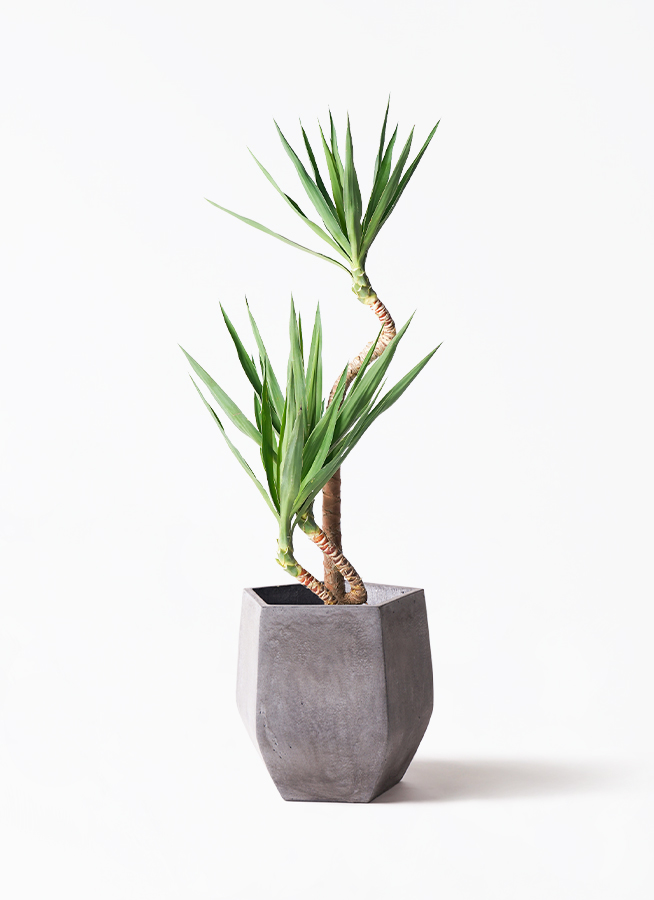 観葉植物 ユッカ 8号 曲り プラスチック鉢 | 観葉植物なら