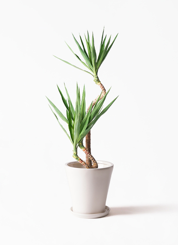 yucca-magari-63_1.jpg?1703750974