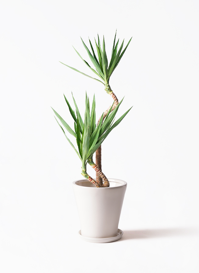 ユッカ 観葉植物 約150cm 白鉢 観葉植物 ユッカ 6号 ノーマル エコストーンwhite 付き | 観葉植物なら
