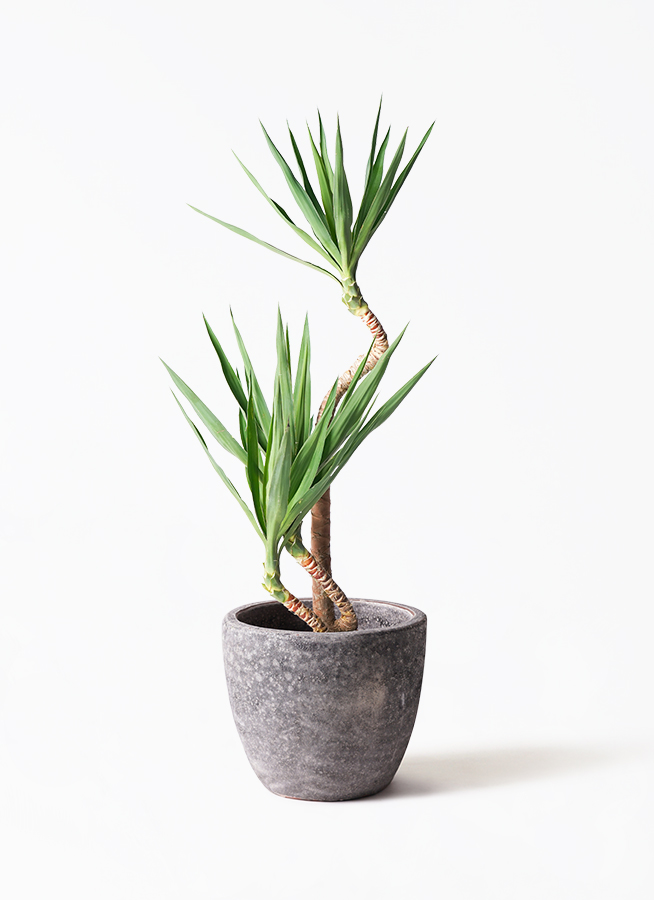 【特大】 ユッカ フィリフィラ 観葉植物 ドライガーデン 8号サイズ filifera-1.jpg