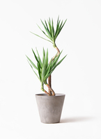 yucca-magari-38_1.jpg?1703751032