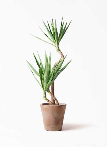 ユッカ　曲がり yucca-magari-35_1.jpg?1703751037