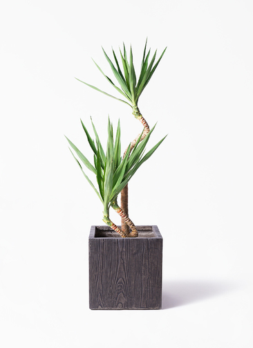 yucca-magari-19_1.jpg?1703751075