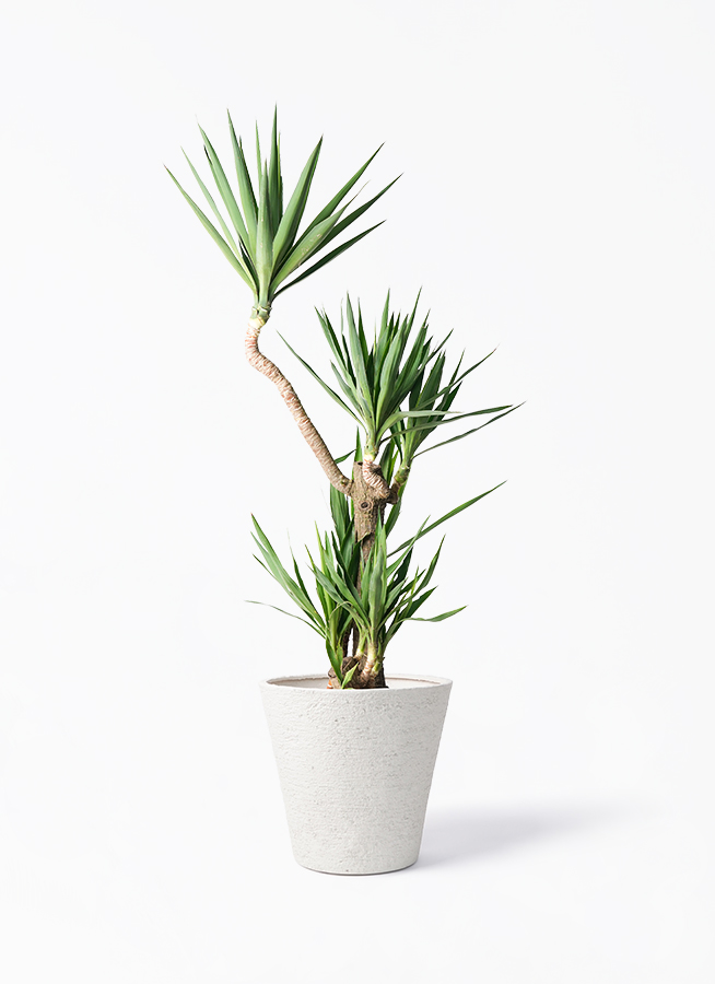 ユッカ 10号 曲がり | HitoHana（ひとはな）