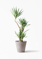 観葉植物 ユッカ 10号 曲り プラスチック鉢 | 観葉植物ならHitoHana
