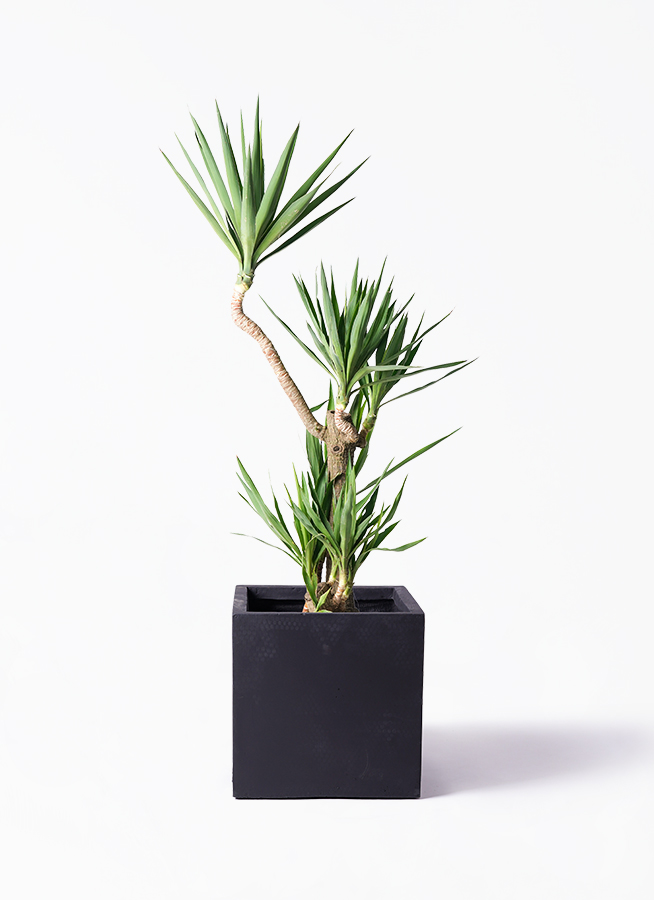 ユッカ 10号 曲がり | HitoHana（ひとはな）