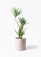 観葉植物 ユッカ 10号 曲り プラスチック鉢 | 観葉植物ならHitoHana