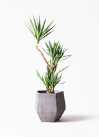 観葉植物 ユッカ 10号 曲り プラスチック鉢 | 観葉植物ならHitoHana