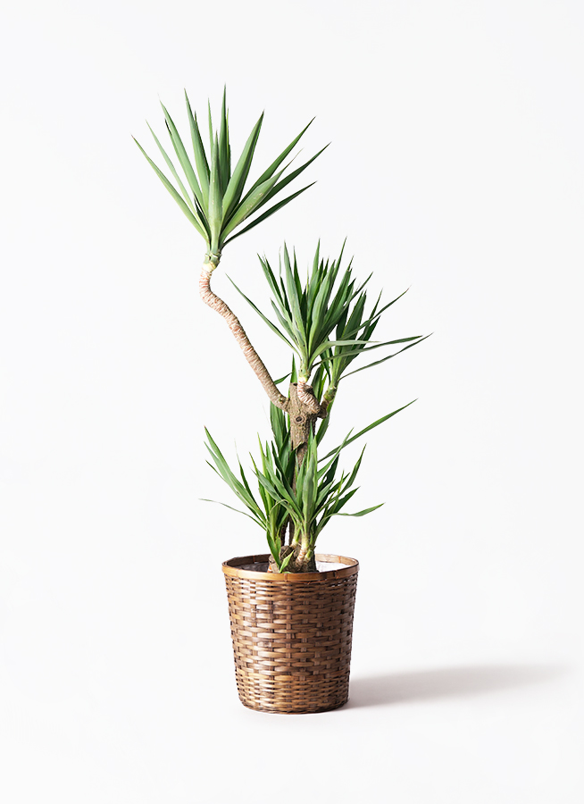 観葉植物 ユッカ 10号 曲り プラスチック鉢 | 観葉植物ならHitoHana