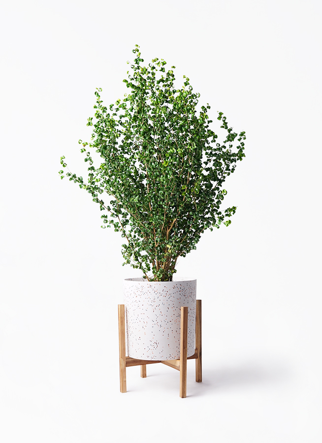 ficus-benjamina-baroque-81_1.