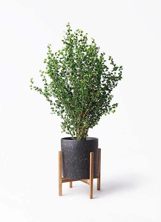 ficus-benjamina-baroque-80_1.