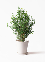 ficus-benjamina-baroque-64_1.