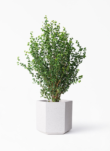 観葉植物 フィカス ベンジャミン 8号 バロック コーテス