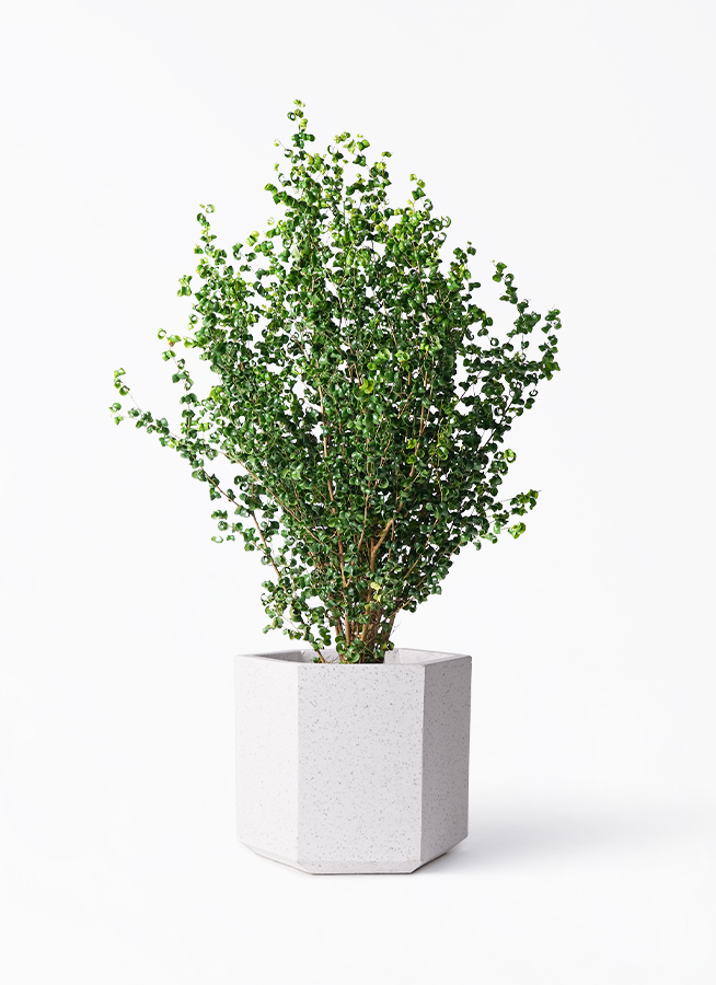 ☆ ベンジャミン バロック♪ 132cm♪ ☆ ベンジャミン バロック♪ 132cm♪ 観葉植物 フィカス