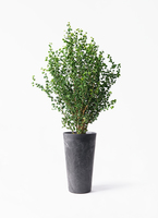 ficus-benjamina-baroque-51_1.