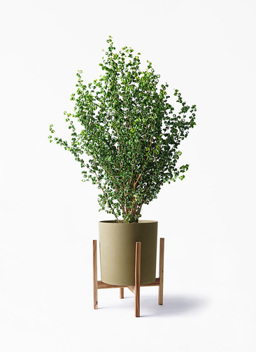ficus-benjamina-baroque-44_1.