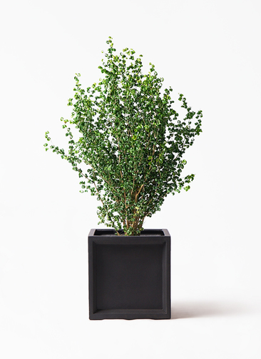 ficus-benjamina-baroque-35_1.