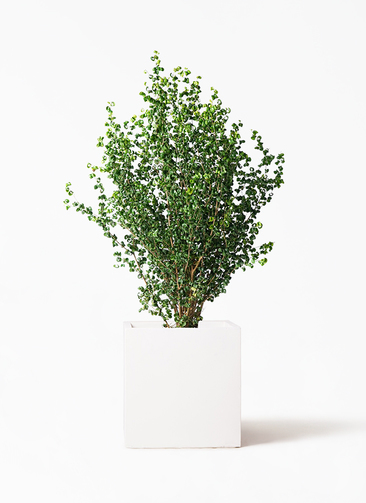 フィカス ベンジャミン バロック 8号鉢ごと PLANCHU 観葉植物 フィカス ベンジャミン バロック 8号鉢 受け皿付き