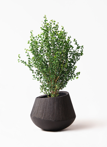 ficus-benjamina-baroque-28_1.