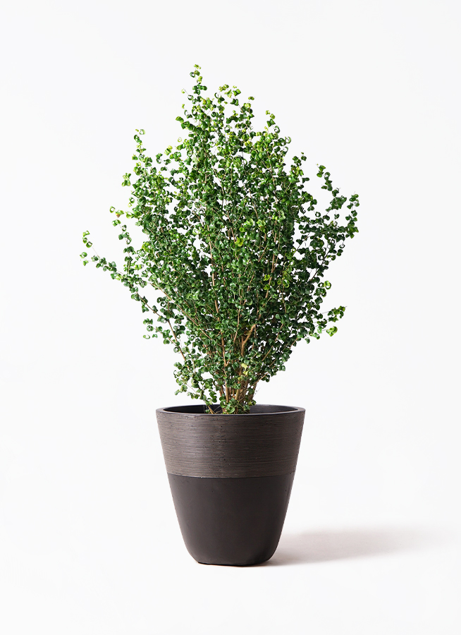 ficus-benjamina-baroque-26_1.