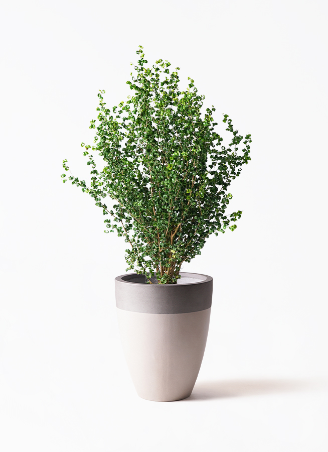 観葉植物大株ベンジャミンバロック8号約130㎝2 観葉植物大株ベンジャミンバロック8号約130㎝2
