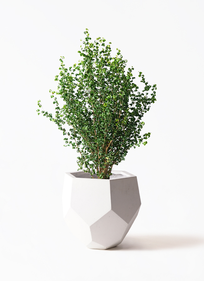ficus-benjamina-baroque-14_1.